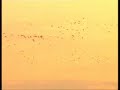fethullah-g-len-hocaefenditurkislam-dunyasi-.html