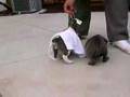Blue Nose American Staffordshire Puppies
