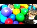 Learn Colors With Pool Ball, Funny Cat Chyko & Cinta Balonku Ada Lima Song For Kids Funny Cat Qyla