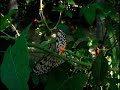 St Maarten Butterfly Farm.mpg
