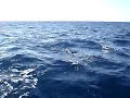 CABO Fishing Pro