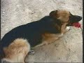 Military Working Dogs in Iraq
