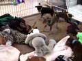 Miniature Pinscher video