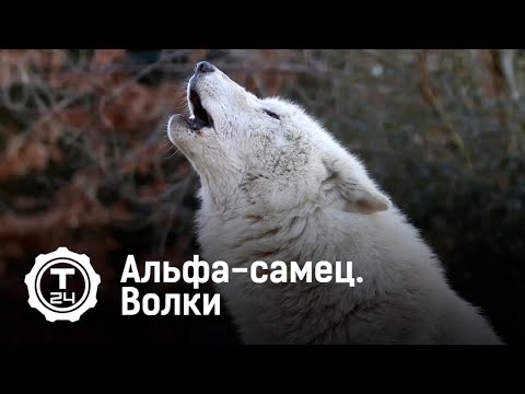 Альфа-самец. Волки