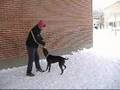 videos de Gypsy in the snow
