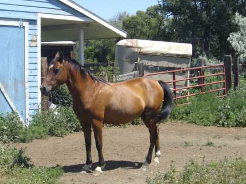 horses grand national