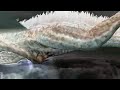 神ヶ島vs祖龍16min47sec part 1 