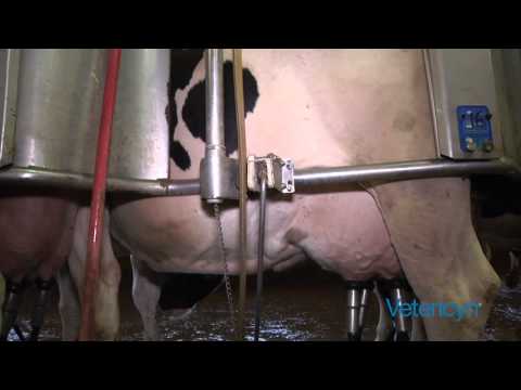 how to treat sores on udders