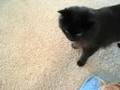 しゃべるねこ、しおちゃんの「ふたりのじかん」