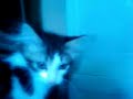 miaou n�2