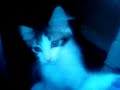 miaou n�2