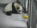Mei Lan Playing \"Tug Of War\"