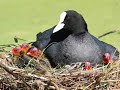 HERKEN DE VOGEL deel 2