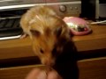 videos de HARRY THE HAMSTER