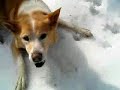 dog sports