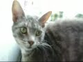 Punkie's Cat Zoo...  Lords of Acid - Pussy