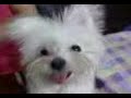 Maltese MiRu(No.35-little dirty child), 瑪爾濟斯 咪路