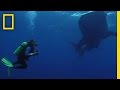 Whale Sharks' Unusual Feast