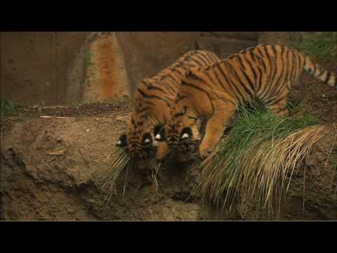 Tigers get to play tricks on treats the San Diego Zoo