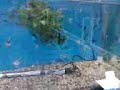 baby angelfish