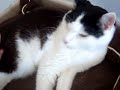 Kriska je t'aime tellement mon chat, tu me manques Kriska je t'aime tellement mon chat, tu me manques