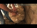 Adam Henson and vet Mike Glover find a young ewe in difficulty, they quickly discover that she is trying to give birth to a lamb -- just its head is presented and in this position both the ewe and her lamb are in danger without rapid, expert intervention. The full version is available on DVD from The Smallholder Series web site (www.smallholderseries.co.uk). Our expert, Mike Glover (MA VetMB, CertSHP MRCVS) holds an RCVS Certificate in Sheep Health and Production, and established SW Sheep Breeding Services in 1989 as part of Horsepond Veterinary Centre. He has subsequently helped build up a team with a special interest in sheep medicine and reproduction. Mike is a longstanding member of the Sheep Veterinary Society, and has served as a committee member of the SVS and as an examiner for the RCVS Certificate in sheep health and production. www.smallholderseries.co.uk http