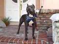 American Pitbull Terrier