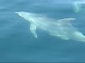 Dolphins Rocky Point Mexico JUST ADD SALTWATER Dolphins Rocky Point Mexico JUST ADD SALTWATER