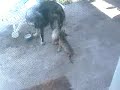 caucasian 11 luni vs. malinois 3 luni