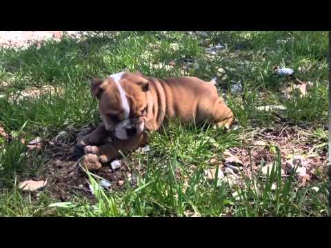 Elsa playing in the yard.
