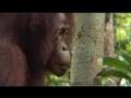 Ecotourism Borneo