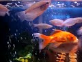 Vídeo que mostra um aquário de 1 m X 0,4 m X 0,6m (240 litros) com vários peixes ornamentais e plantas artificiais. No fundo, cascalho. 