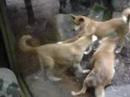 Maybe the Dingo ate your baby?