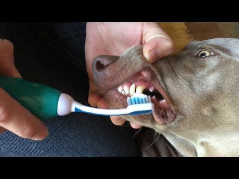 Einfache Zahnhygiene für Hunde auf die sanfte Art und Weise