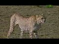 Weird, True & Freaky - Lion Savior Weird, True & Freaky - Lion Savior