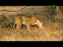 Freaky-Lion-Savior