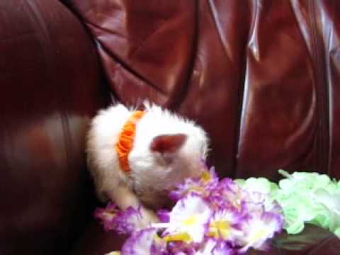 Orange Curls Boy happily playing with the singing teddy bear and lots of leis