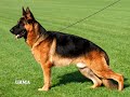orbit-vom-huhnegrab-va-5-sieger-show-aleman-2007.html