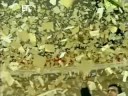 I EISODOS TWN OMADWN APO TIN TILEOPTIKI KAMERA TIS ERT
