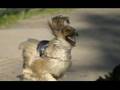 Afgano video