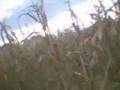 videos de Amazing Maze Campout 2008