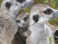 videos de meerkats