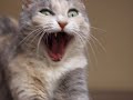 Crazy/Funny Cats