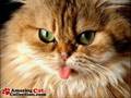 Crazy/Funny Cats Crazy/Funny Cats