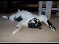 GATTI BUFFI