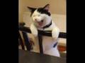 GATTI-BUFFI
