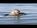 Great-Male-Polar-Bea