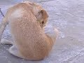 intervista al cane