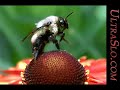 Yes we have another bee this one is in ultraslo Macro 5000 FPS where the detail is awesome.