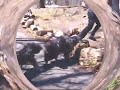 young Bergamasco sheepdogs jumping